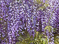 ふじの花福祉タクシー